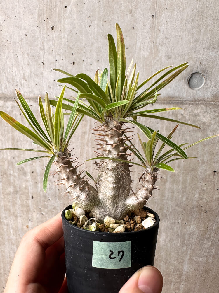 【現品限り】パキポディウム・グラキリス【F27】 Pachypodium gracilius