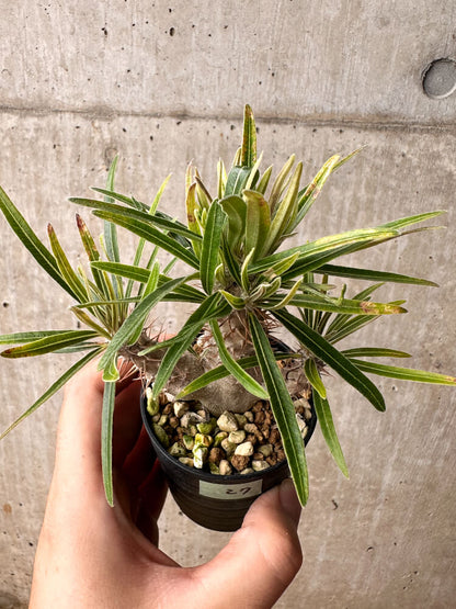 【現品限り】パキポディウム・グラキリス【F27】 Pachypodium gracilius