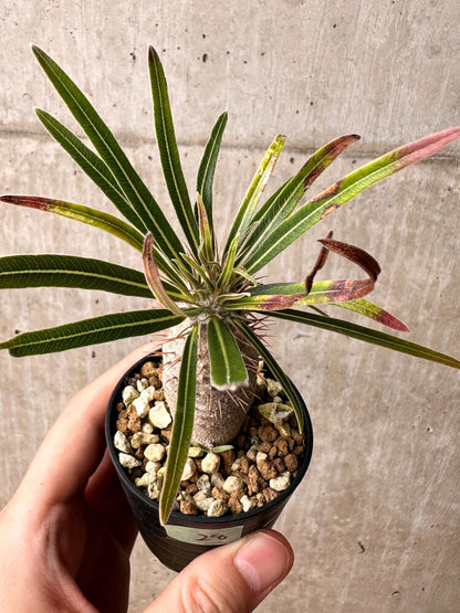 【現品限り】パキポディウム・グラキリス【F28】 Pachypodium gracilius
