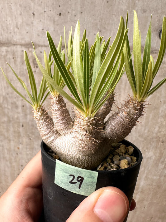 【現品限り】パキポディウム・グラキリス【F29】 Pachypodium gracilius
