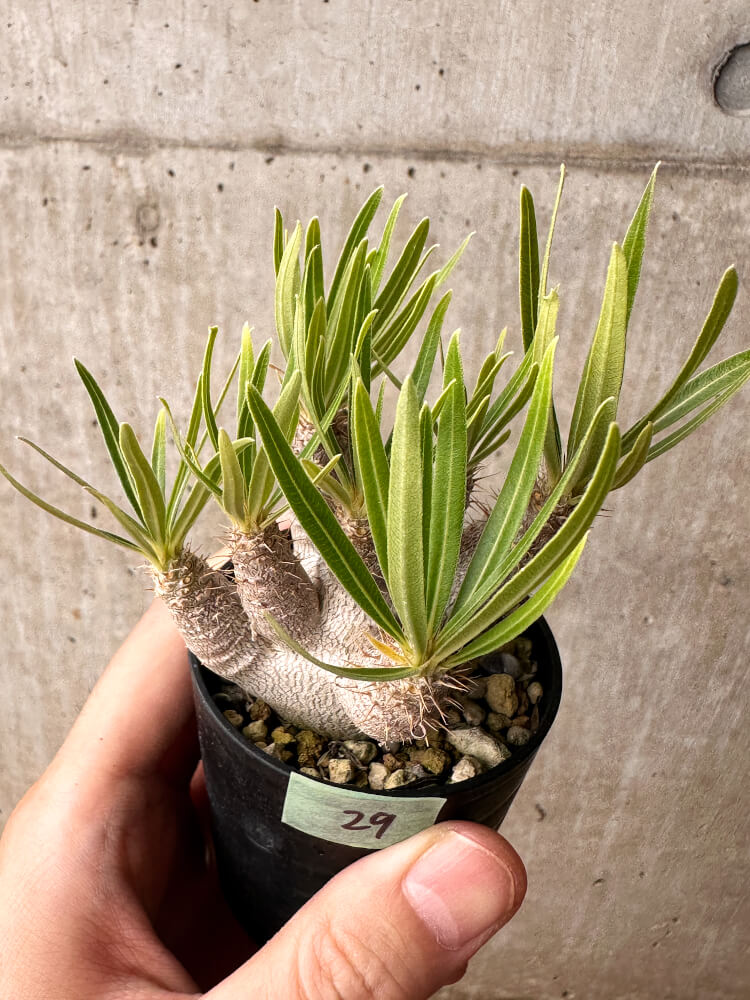 【現品限り】パキポディウム・グラキリス【F29】 Pachypodium gracilius