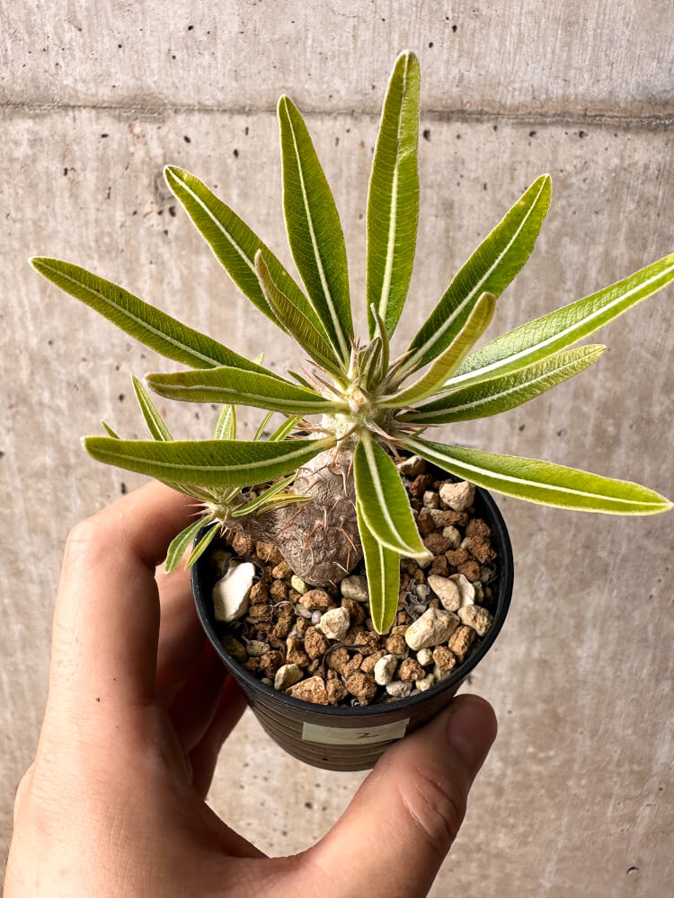 【現品限り】パキポディウム・カクチペス【F2】 Pachypodium cactipes
