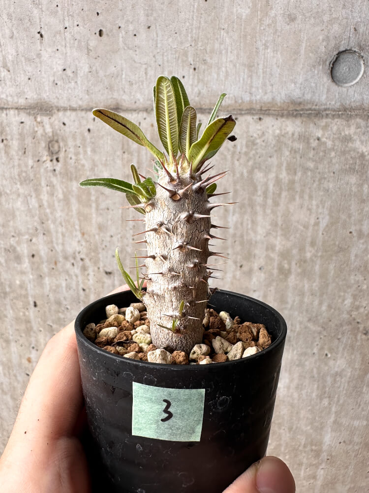 【現品限り】パキポディウム・カクチペス【F3】 Pachypodium cactipes