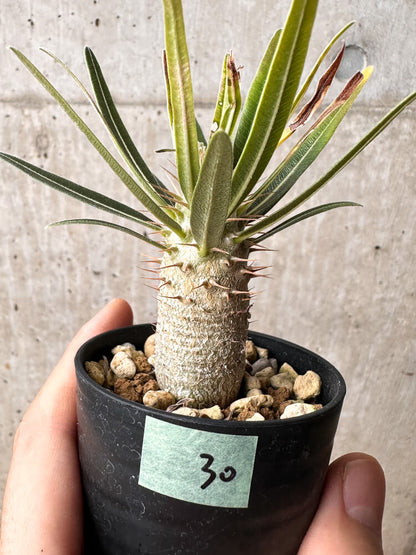 【現品限り】パキポディウム・グラキリス【F30】 Pachypodium gracilius