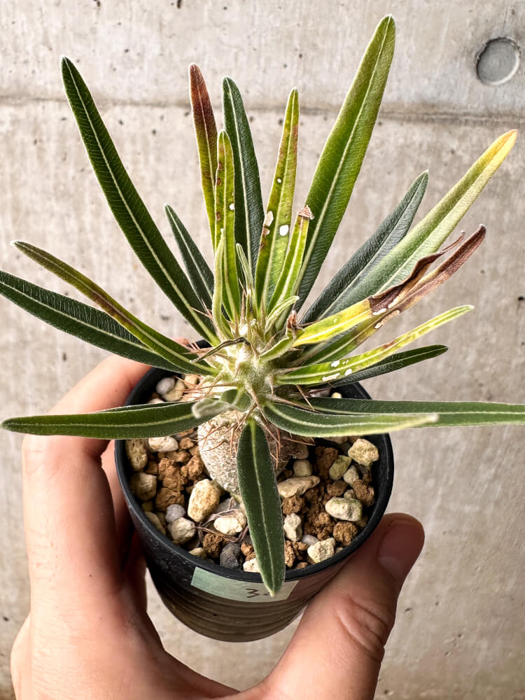 【現品限り】パキポディウム・グラキリス【F30】 Pachypodium gracilius