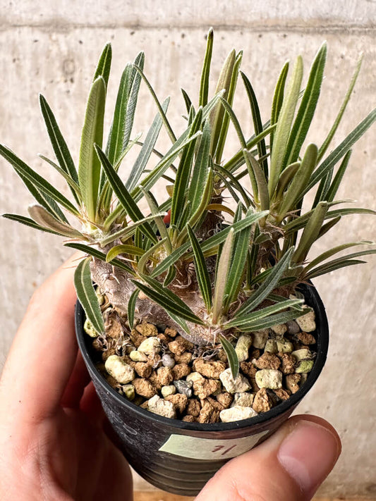 【現品限り】パキポディウム・グラキリス【F31】 Pachypodium gracilius