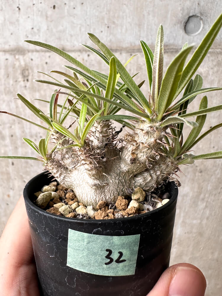 現品限り】パキポディウム・グラキリス【F32】 Pachypodium gracilius
