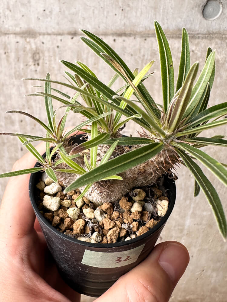 現品限り】パキポディウム・グラキリス【F32】 Pachypodium gracilius