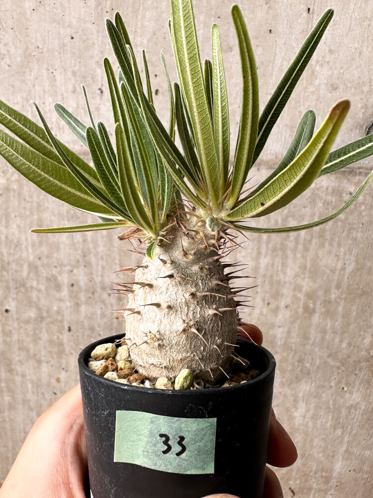 【現品限り】パキポディウム・グラキリス【F33】 Pachypodium gracilius