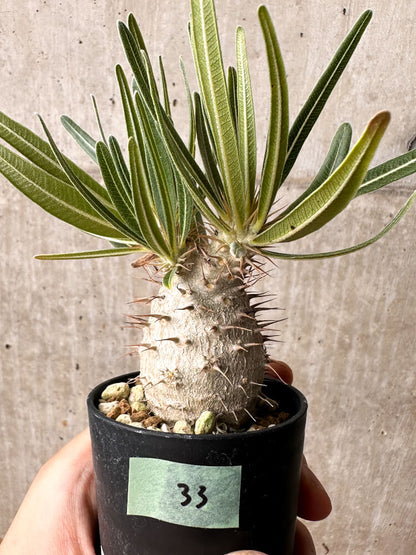 【現品限り】パキポディウム・グラキリス【F33】 Pachypodium gracilius