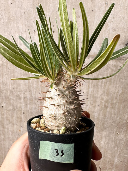 【現品限り】パキポディウム・グラキリス【F33】 Pachypodium gracilius