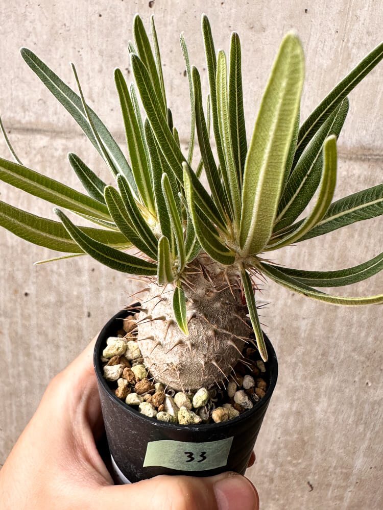 【現品限り】パキポディウム・グラキリス【F33】 Pachypodium gracilius