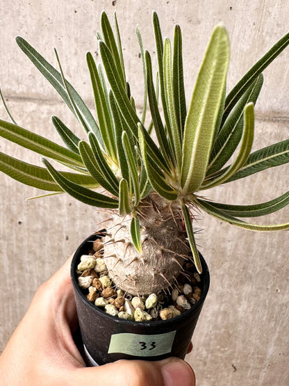 【現品限り】パキポディウム・グラキリス【F33】 Pachypodium gracilius