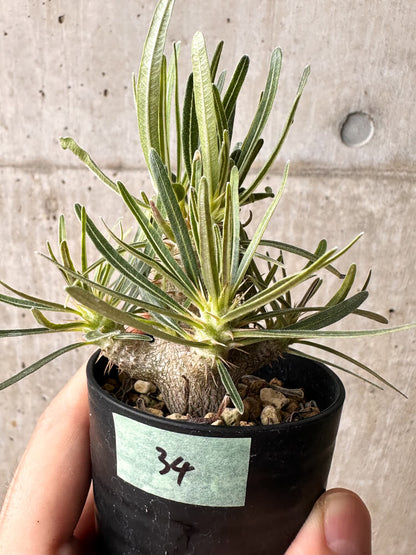【現品限り】パキポディウム・グラキリス【F34】 Pachypodium gracilius
