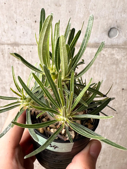 【現品限り】パキポディウム・グラキリス【F34】 Pachypodium gracilius