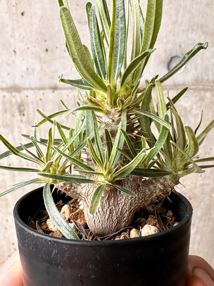 【現品限り】パキポディウム・グラキリス【F34】 Pachypodium gracilius