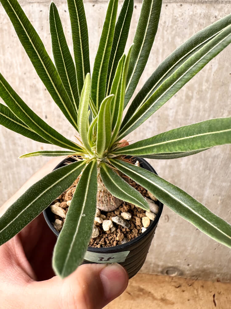 【現品限り】パキポディウム・グラキリス【F35】 Pachypodium gracilius