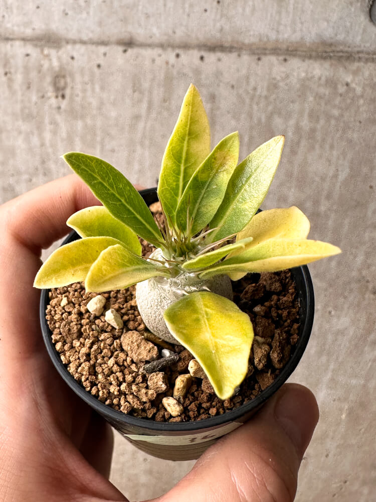 現品限り】パキポディウム・レアリー【F36】 Pachypodium lealii 塊根