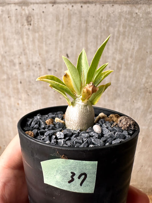 【現品限り】パキポディウム・レアリー【F37】 Pachypodium lealii