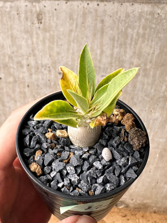 【現品限り】パキポディウム・レアリー【F37】 Pachypodium lealii