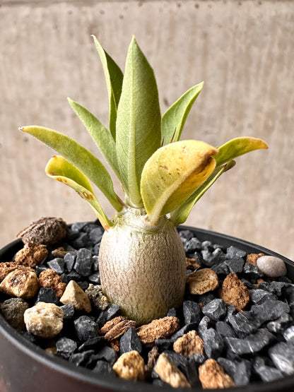 【現品限り】パキポディウム・レアリー【F37】 Pachypodium lealii