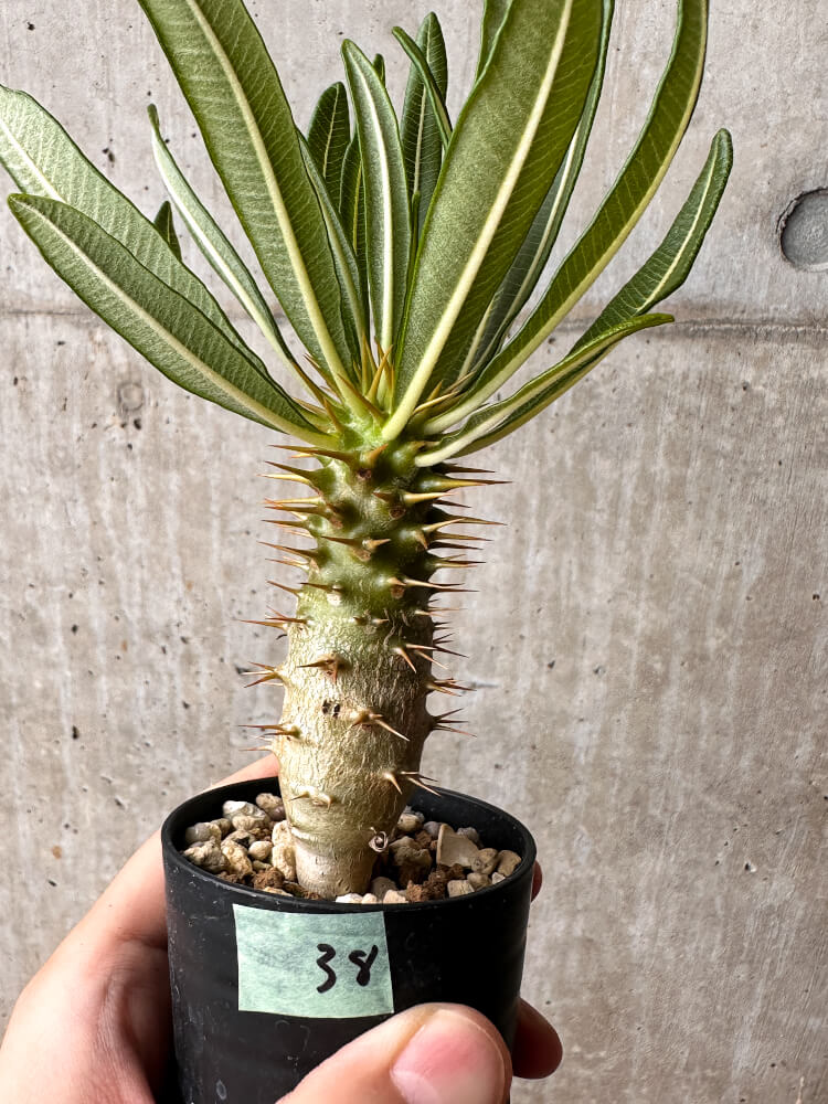 【現品限り】パキポディウム・アンボンゲンセ【F38】 Pachypodium ambongense