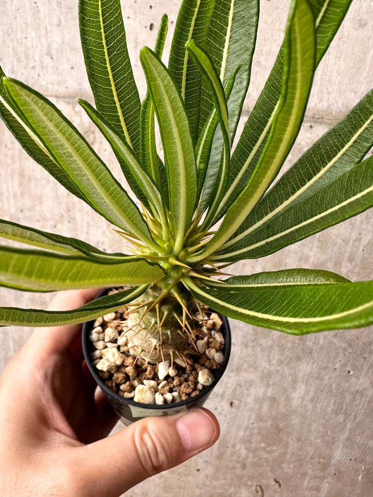【現品限り】パキポディウム・アンボンゲンセ【F38】 Pachypodium ambongense