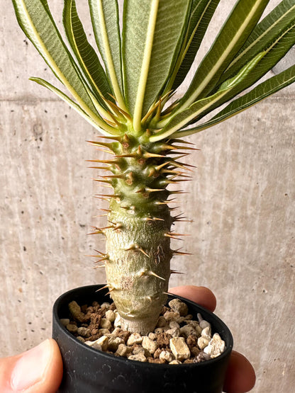 【現品限り】パキポディウム・アンボンゲンセ【F38】 Pachypodium ambongense