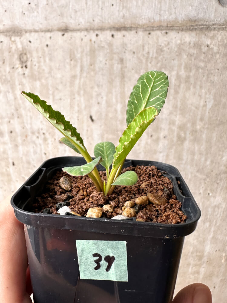 【現品限り】ユーフォルビア・フィッシュボーン(スパンリンギー)【F39】 Euphorbia fishbone