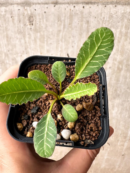 【現品限り】ユーフォルビア・フィッシュボーン(スパンリンギー)【F39】 Euphorbia fishbone