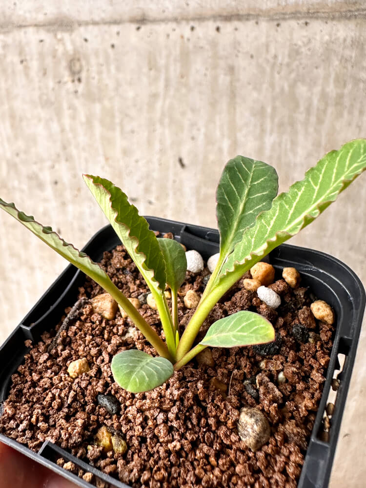 【現品限り】ユーフォルビア・フィッシュボーン(スパンリンギー)【F39】 Euphorbia fishbone