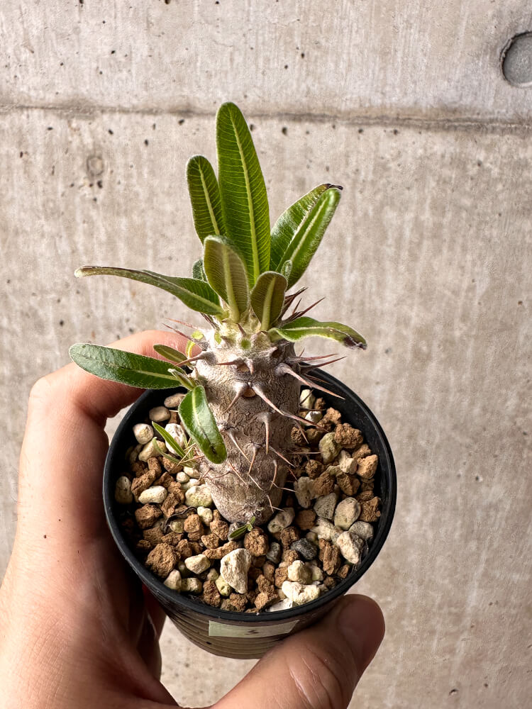 【現品限り】パキポディウム・カクチペス【F3】 Pachypodium cactipes