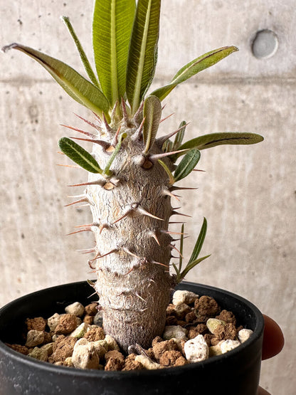 【現品限り】パキポディウム・カクチペス【F3】 Pachypodium cactipes