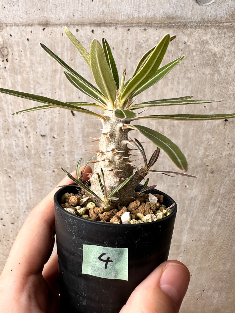 【現品限り】パキポディウム・カクチペス【F4】 Pachypodium cactipes