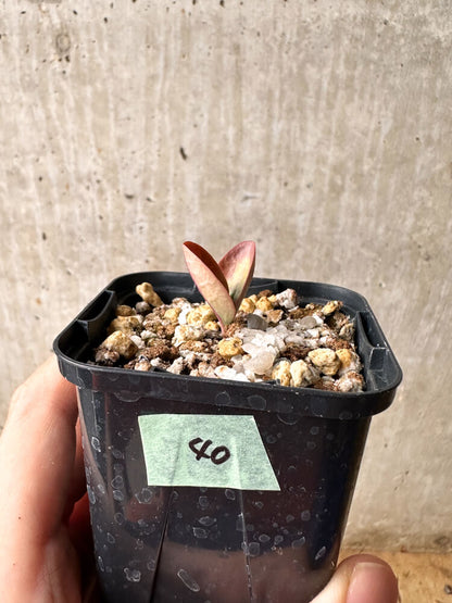 【現品限り】ブラキステルマ・バーベラエ 竜卵窟【F40】 Brachystelma barberae