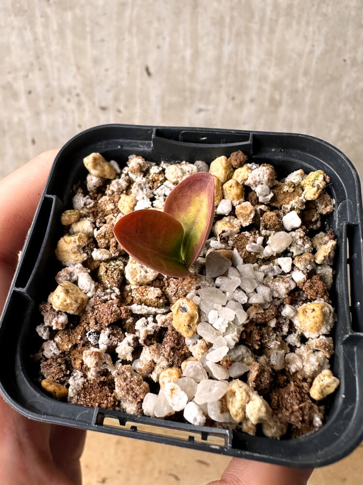 【現品限り】ブラキステルマ・バーベラエ 竜卵窟【F40】 Brachystelma barberae