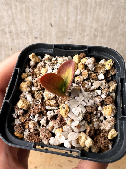 【現品限り】ブラキステルマ・バーベラエ 竜卵窟【F40】 Brachystelma barberae