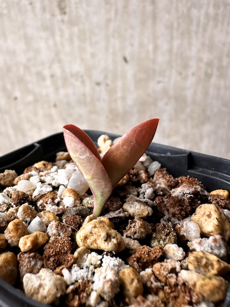 現品限り】ブラキステルマ・バーベラエ 竜卵窟【F40】 Brachystelma