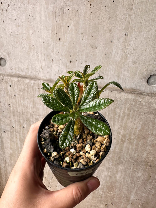 【現品限り】ドルステニア・ギガス 実生【F41】 Dorstenia gigas
