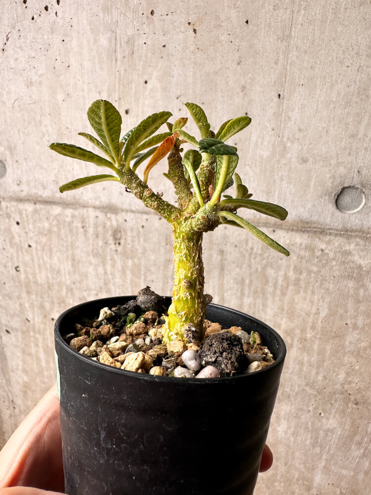 現品限り】ドルステニア・ギガス 実生【F41】 Dorstenia gigas 塊根