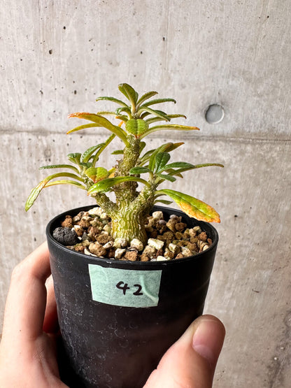 【現品限り】ドルステニア・ギガス 実生【F42】 Dorstenia gigas