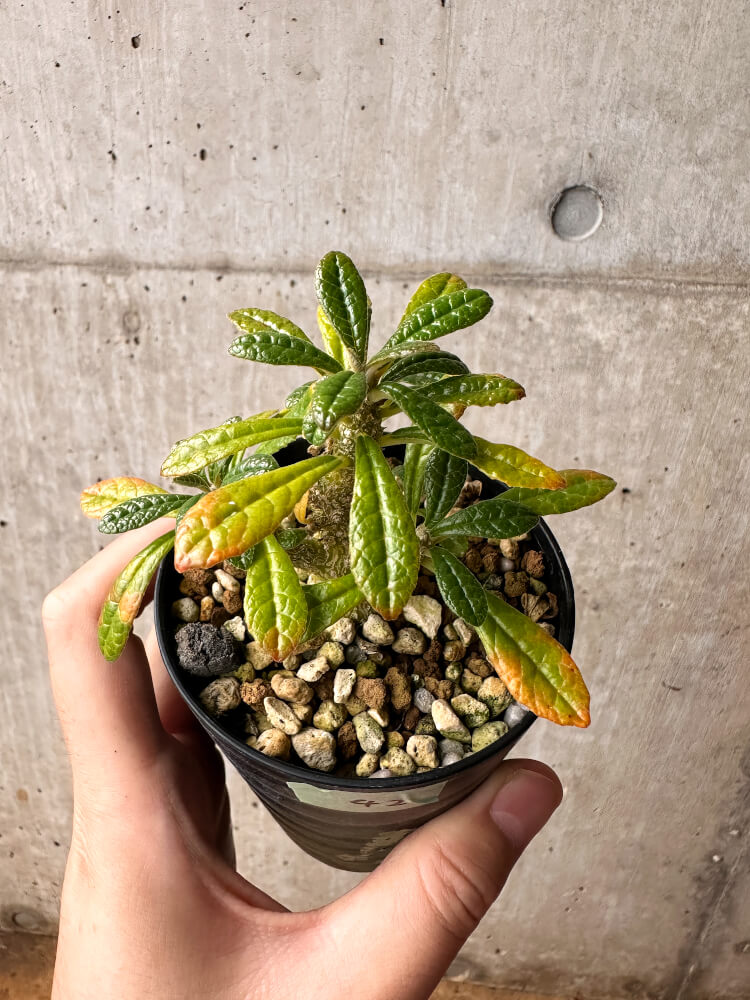【現品限り】ドルステニア・ギガス 実生【F42】 Dorstenia gigas