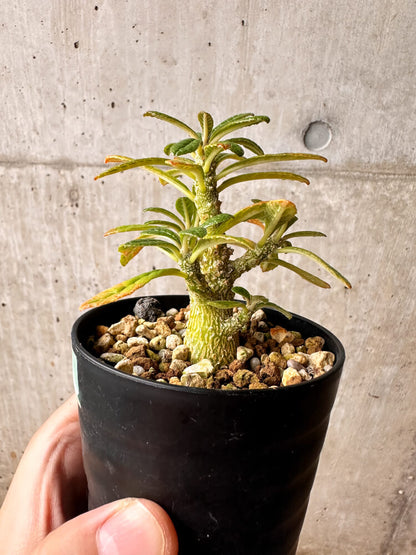 【現品限り】ドルステニア・ギガス 実生【F42】 Dorstenia gigas