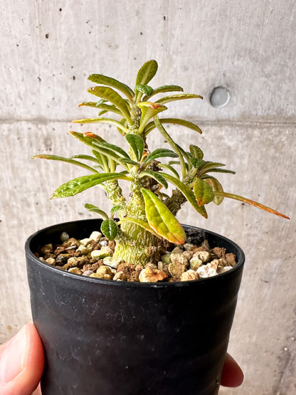 【現品限り】ドルステニア・ギガス 実生【F42】 Dorstenia gigas