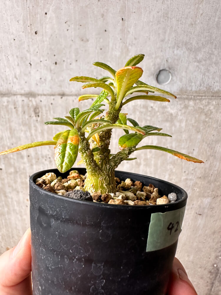 【現品限り】ドルステニア・ギガス 実生【F42】 Dorstenia gigas