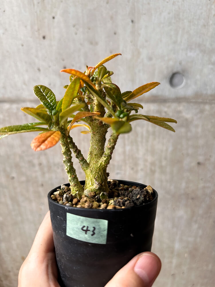 【現品限り】ドルステニア・ギガス 実生【F43】 Dorstenia gigas