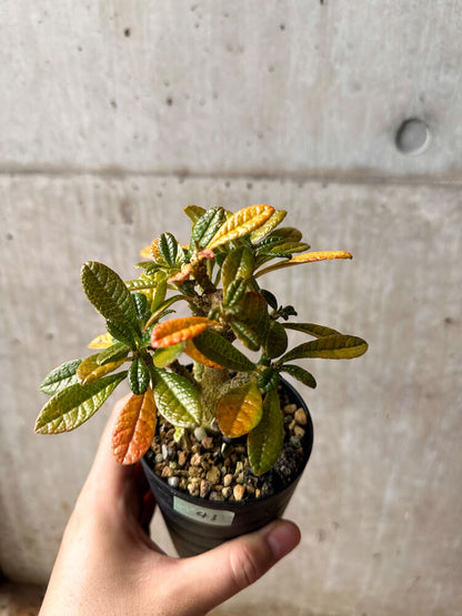 【現品限り】ドルステニア・ギガス 実生【F43】 Dorstenia gigas