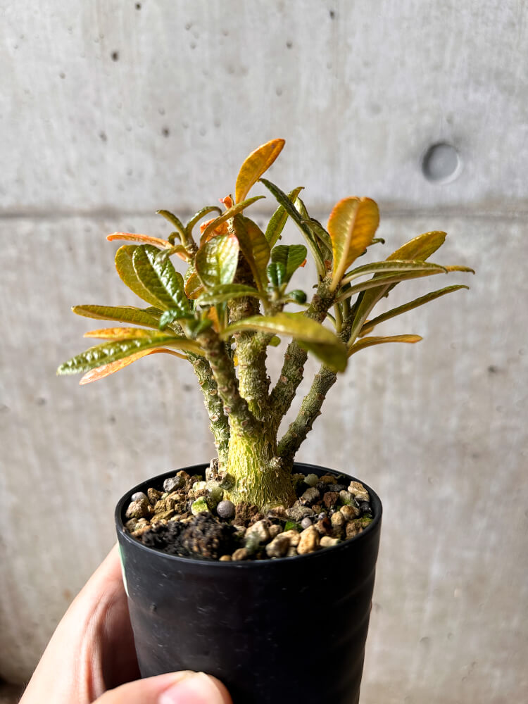 【現品限り】ドルステニア・ギガス 実生【F43】 Dorstenia gigas