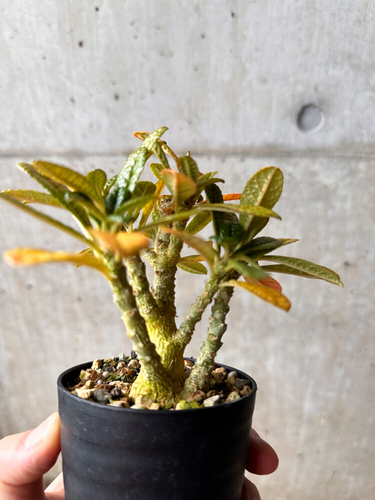 【現品限り】ドルステニア・ギガス 実生【F43】 Dorstenia gigas