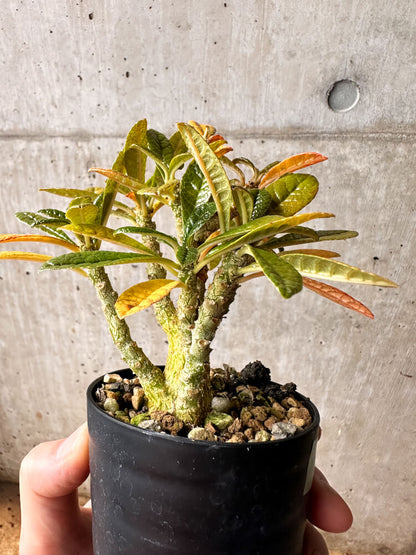 【現品限り】ドルステニア・ギガス 実生【F43】 Dorstenia gigas
